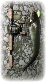 ナマズ釣り ナマズ釣り
